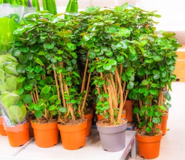 Polyscias scutellaria saksı ağacı satışı, dekoratif yaprak döken bitkiler