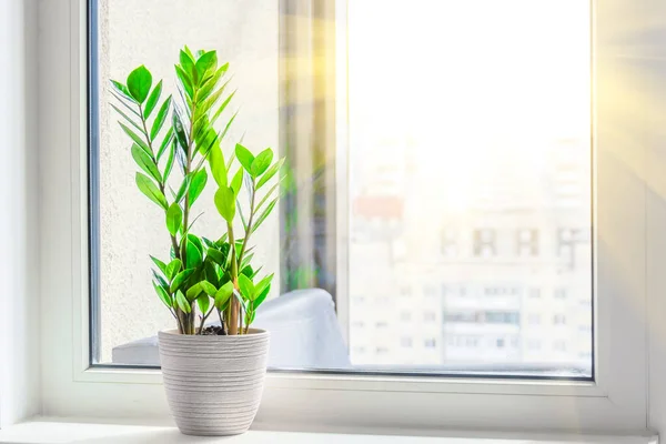 Green Zamioculcas Anläggning Fönsterbrädan Ljusa Strålar Vårsolen Utanför Fönsterrummet Fjärran — Stockfoto