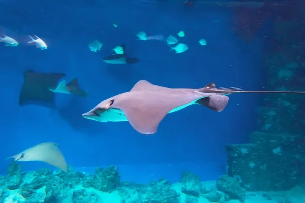 Stingrays Swimming Flies Flapping Wings Blue Deep Sea Underwater Rocks — Stock Photo, Image