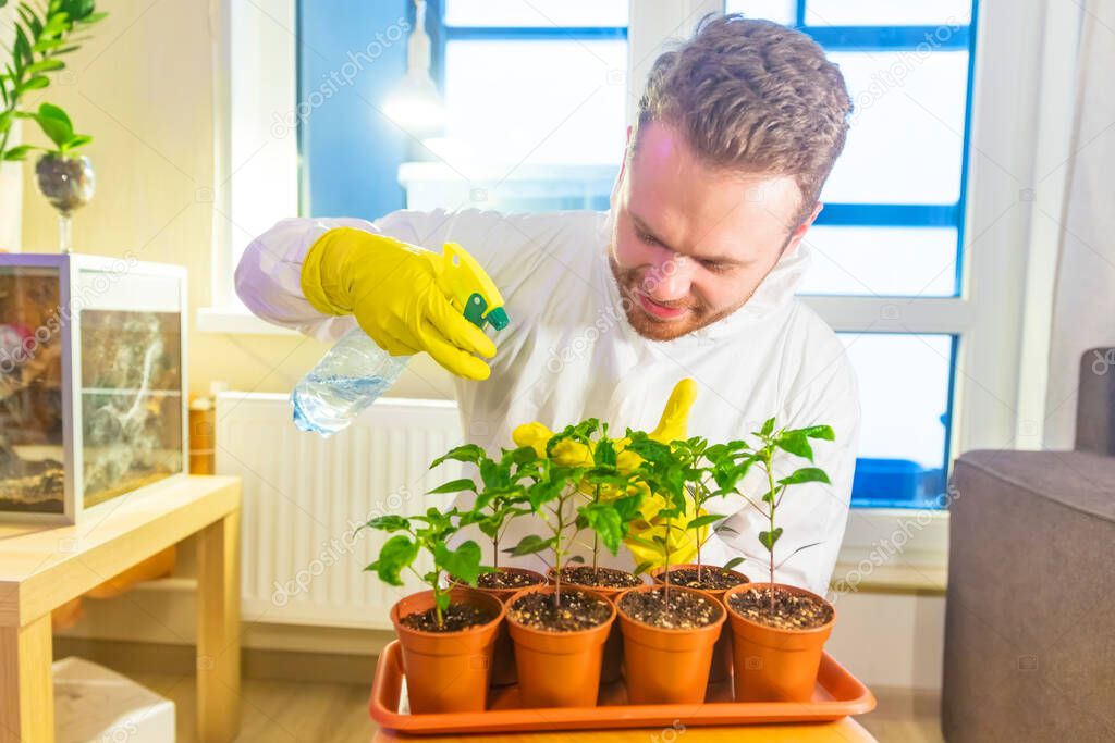Man gardener scientist with gloves processes the seedlings, sprays the leaves with fertilizer and fights insect pests grown under artificial lighting in a greenhouse