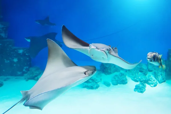 Stingrays Swim Underwater Warm Tropical Seas Pacific Ocean — Stock Photo, Image