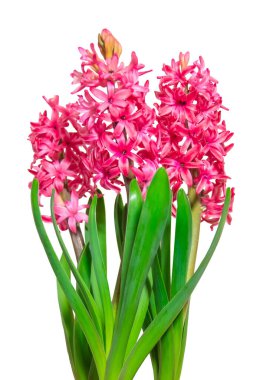 Beyaz arka planda üç tane pembe sümbül var. Hediye ve buket kompozisyonu için şablon