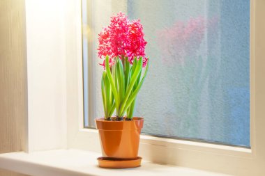 Dairedeki pencere pervazında bir tencerede üç tane pembe sümbül var. Uluslararası Kadınlar Günü hediyesi