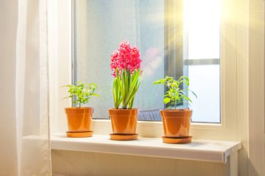 Üç pembe sümbül ve balkondan gelen güneş ışığıyla aydınlatılan dairenin pencere eşiğinde iç dekoratif biber.