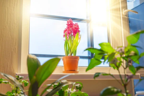 Tres Jacintos Rosa Púrpura Entre Otras Flores Plantas Interior Alféizar —  Fotos de Stock