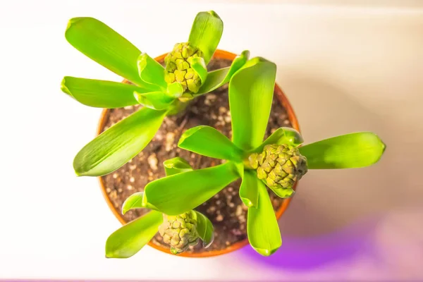 Potted Hyacinths Bud Spring Flowering — Stock Photo, Image