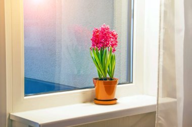 Dairedeki pencerenin pervazında duran pembe sümbüller. Uluslararası Kadınlar Günü hediyesi