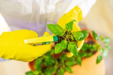 Eldivenli bahçıvan bilim adamı tohumları işliyor, yapraklara gübre püskürtüyor ve serada büyüyen böceklerle savaşıyor.