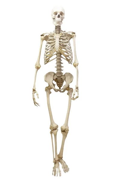Людський Скелет Повному Зростанні Ізольований Білому Тлі — стокове фото