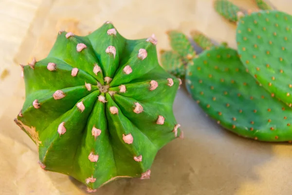 Cactus Ball Echinopsis Opuntia Transplant New Soil — Stock Photo, Image