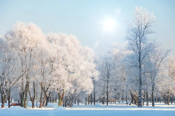 城市公园里覆盖着白霜的树木 经过一夜的冷雾 阳光灿烂的天空 — 图库照片