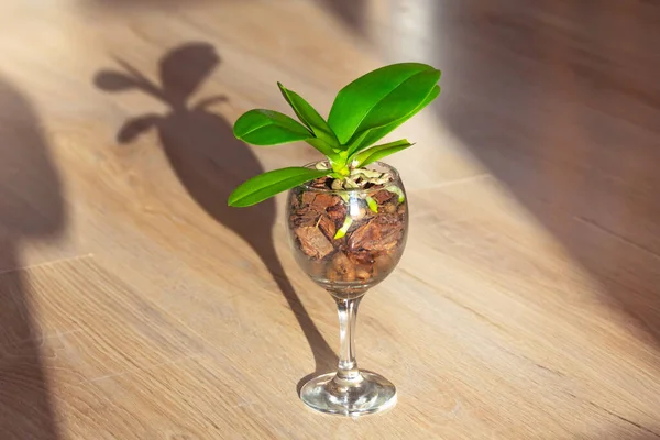 Mini Orquídea Crescendo Uma Taça Vidro Cristal Sistemas Pote Fechado — Fotografia de Stock