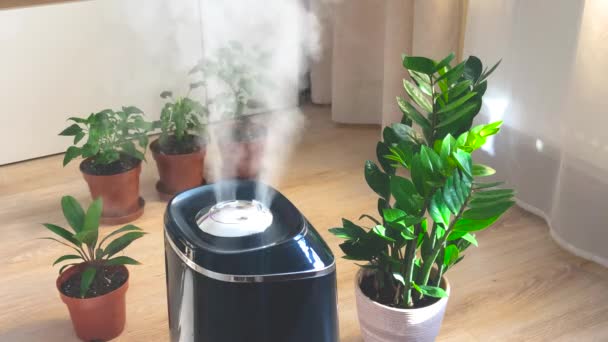 Egy Légpárásító Amely Gőzt Bocsát Lakótérbe Beltéri Növényekkel Kényelmes Légkört — Stock videók