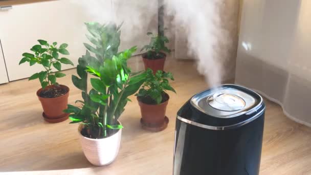 Υγραντήρας Αέρα Που Απλώνει Ατμό Ένα Σαλόνι Φυτά Εσωτερικού Χώρου — Αρχείο Βίντεο