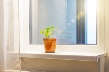 Bir apartmanın pencere pervazında yapayalnız bir bitki.