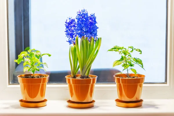 Purple Hyacinths Indoor Decorative Plants Windowsill Apartment Illuminated Sun Balcony — стоковое фото