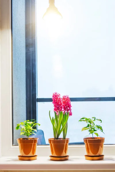 Hyacinths Indoor Ornamental Plants Windowsill Apartment Illuminated Artificial Lighting Phytolamp — Stock Fotó