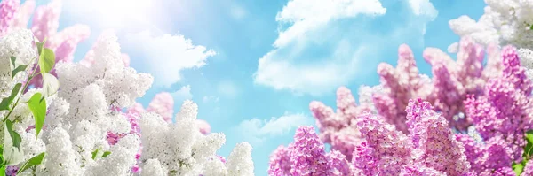 Banner Blooming White Pink Lilac Beautiful Soft Sky Clouds Background — Stok fotoğraf