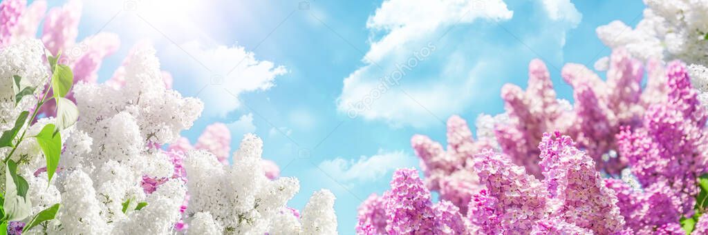 Banner with blooming white and pink lilac beautiful soft sky clouds background with spring clouds and glare of bright sun. Ultra wide format, expressive artistic image of spring nature, copy of space