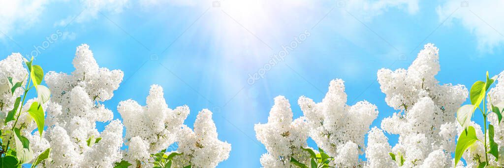 Banner with blooming pink lilac beautiful soft sky clouds background and glare of bright rays spring sun. Ultra wide format, expressive artistic image of spring nature
