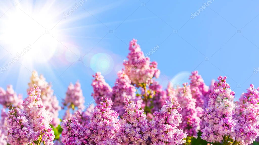 Blooming pink lilac beautiful soft sky clouds background and glare of bright rays spring sun. Ultra wide format, expressive artistic image of spring nature