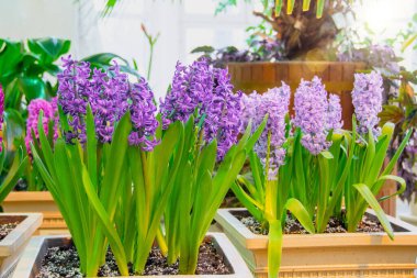 Baharda bir serada saksılarda çiçek açan sümbüller.