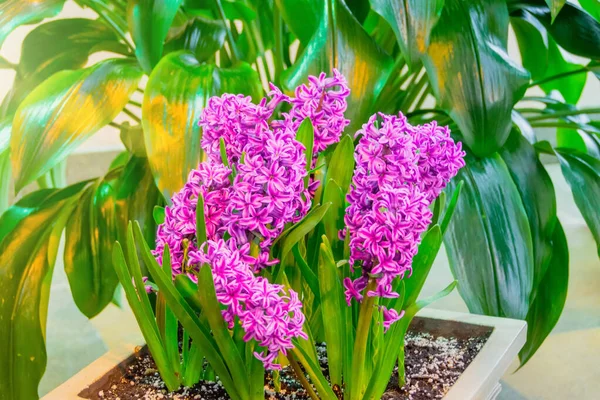 Blooming Hyacinths Pots Greenhouse Spring — Stock Photo, Image