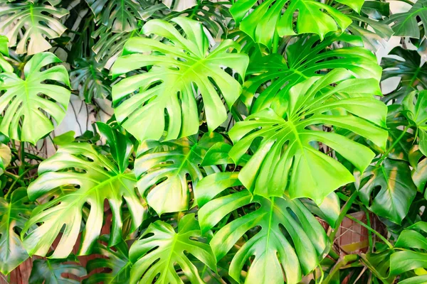 Dense Thickets Monstera Creepers Growing Wall — Stock Photo, Image