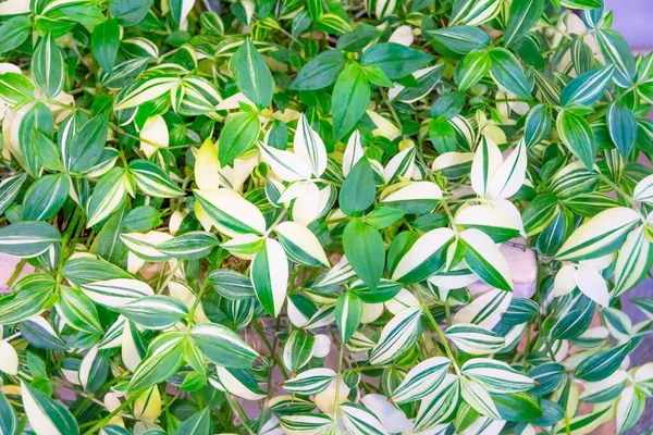 红豆杉变形金刚植物近视两种颜色 — 图库照片