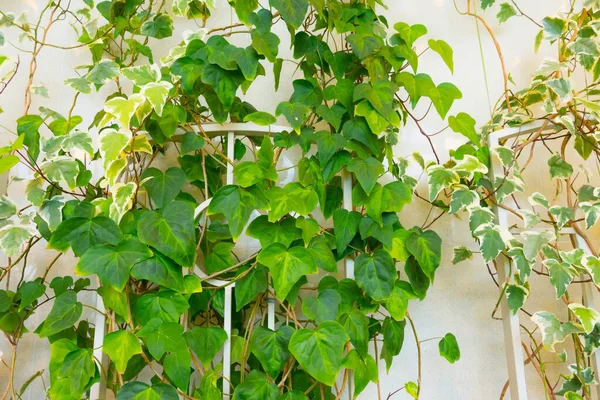 Hedera Κισσός Πράσινο Και Variegated Στον Τοίχο — Φωτογραφία Αρχείου