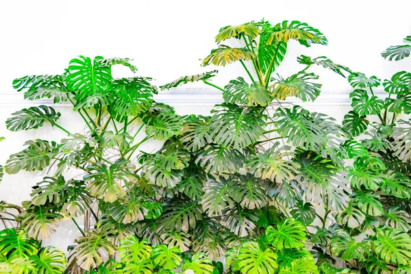 Thickets Monstera Creepers Growing Wall — Stock Photo, Image