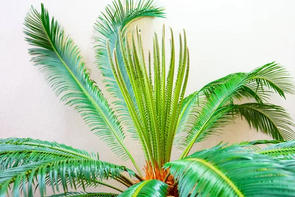 Palma Cycas Szklarni Pod Ścianą — Zdjęcie stockowe