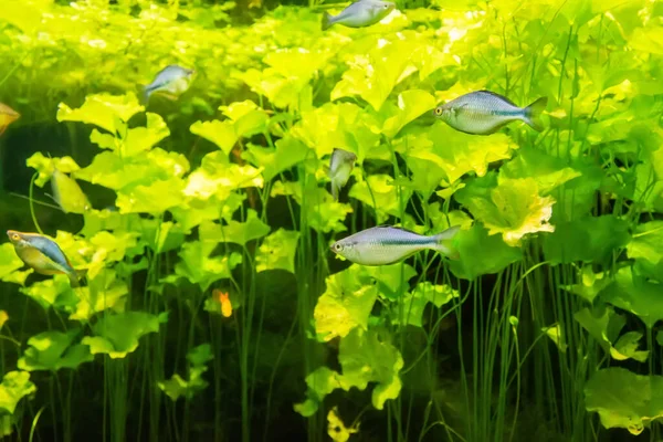 Aquarium River Fish Aquarium Green Algae — Stock Photo, Image