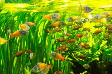 Melanotaenia boesemani yeşil yosunlu bir akvaryum balığında