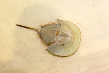 Young horseshoe crabs in the shallow water of a sandy beach clipart