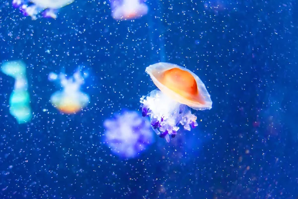 Kwallen Blauwe Diepe Oceaan Tussen Luchtbellen — Stockfoto