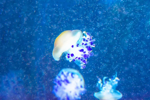 Jellyfish Blue Deep Ocean Air Bubbles — Stock Photo, Image