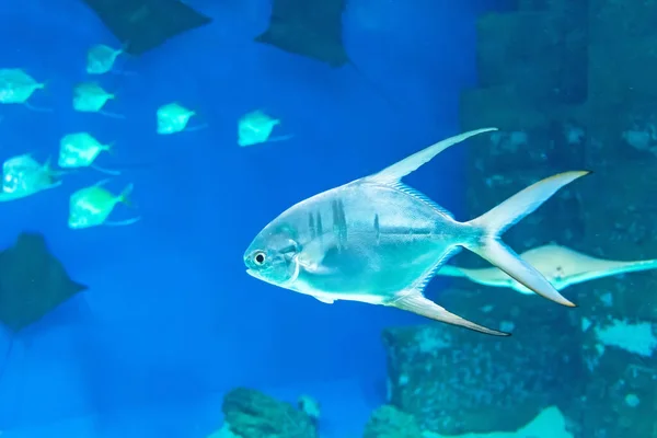 Peixe Marinho Palometa Trachinotus Goodei Nada Nas Profundezas Oceano — Fotografia de Stock