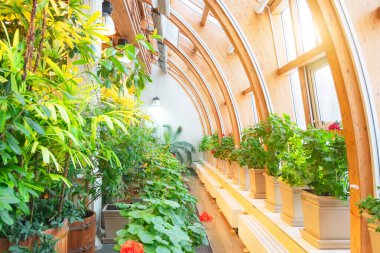 Yuvarlak gözlüklü tropik sera, pelargonyum bitkileri ve renkli crotonlar