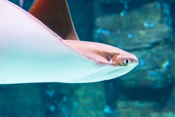 Stingray Плавает Воде Крупным Планом Вид Морду — стоковое фото