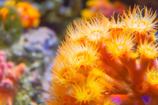 浮游植物捕集器用带有松动刺细胞的深黄色珊瑚息肉 — 图库照片