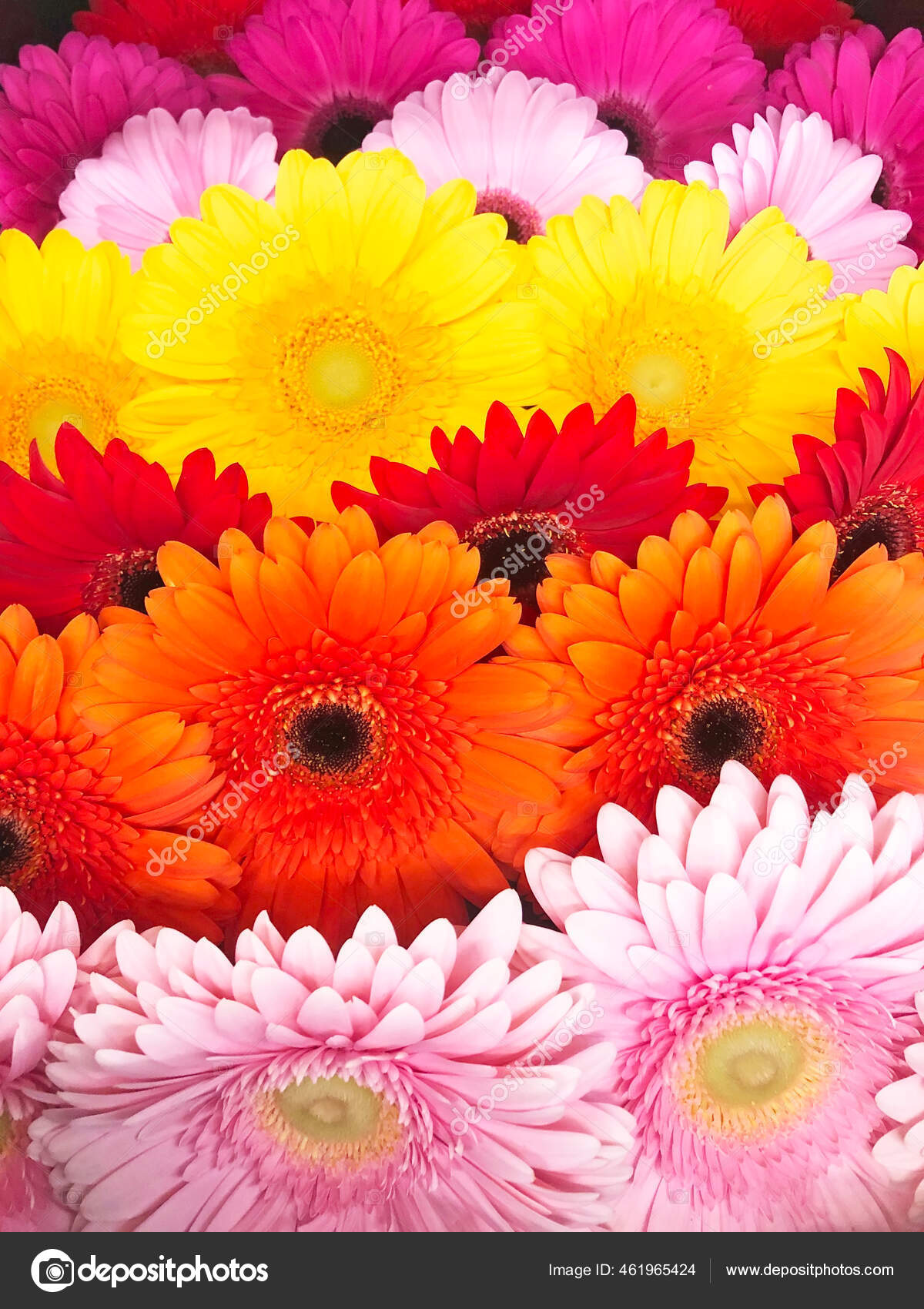 Gerberas Diversas Variedades Colores Las Flores Están Dispuestas Una Fila:  fotografía de stock © aapsky #461965424 | Depositphotos