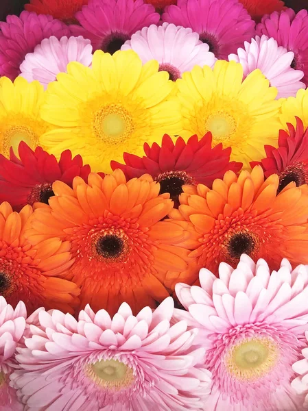 Gerberas Várias Variedades Cores Flores São Estabelecidas Uma Fileira — Fotografia de Stock