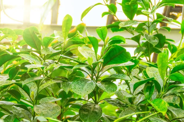 热带雨林落叶灌丛的幼芽 — 图库照片