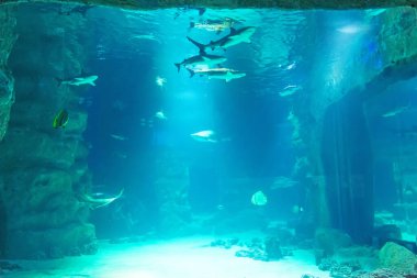 Akvaryum manzarası ve akvaryumdaki köpekbalığı sürüsü.