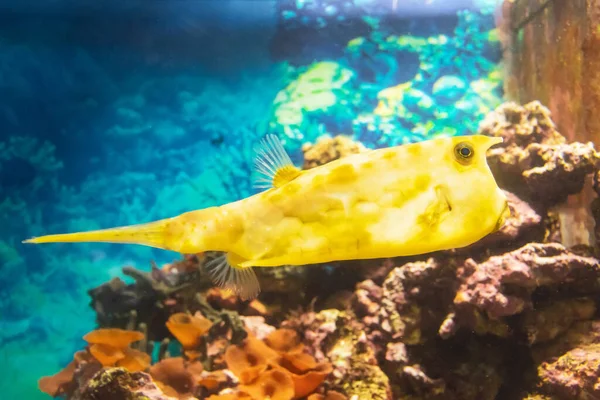 Подводный Вид Пятнистой Жёлтой Рыбки — стоковое фото