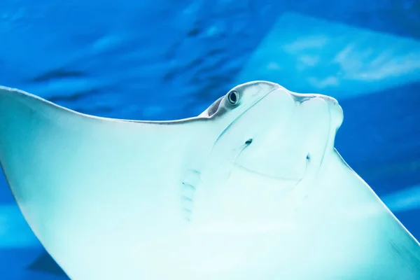 Stingray Zwemt Het Water Close Zicht Snuit Glimlach — Stockfoto