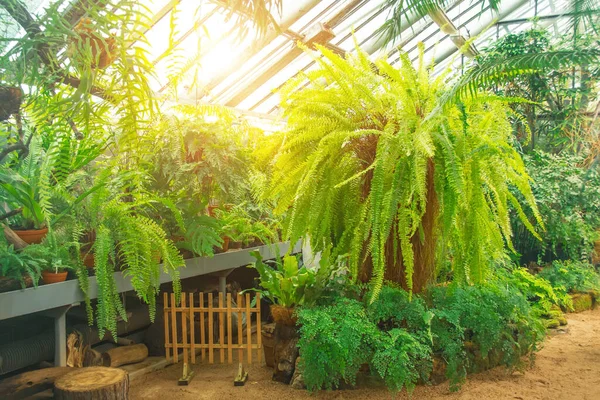Varios Tipos Helechos Invernadero Una Selva Tropical —  Fotos de Stock