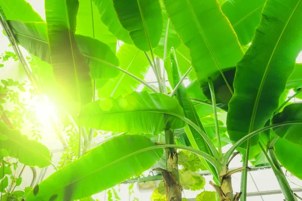 Hojas Palmera Plátano Bloquean Luz Del Sol Deslumbramiento —  Fotos de Stock