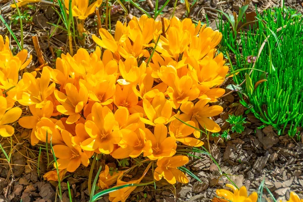 Geelgouden Saffraankrokussen Bloeien Tuin Groepen Eerste Priemrozen Bloemen — Stockfoto